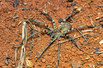 Wolf spider, endemic members of the family Lycosidae, robust and agile hunters with excellent...