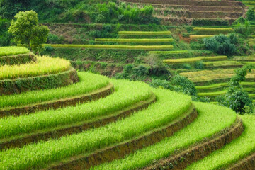 In agriculture, a terrace is a piece of sloped plane: northern of Vietnam