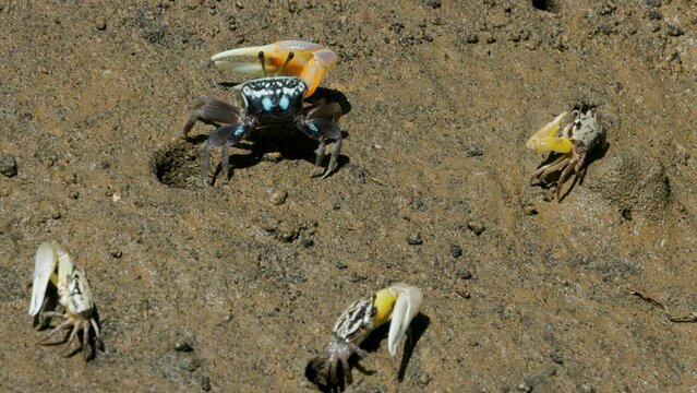 Atlantic sand fiddler crab or Calico fiddler (Leptuca pugilator) has yellow and red pincers coming out of the nest