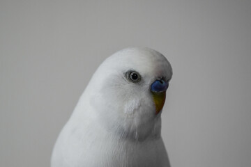 White Budgie pet bird close up portrait
