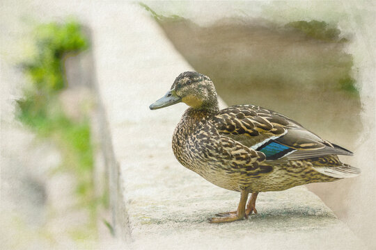 A digital watercolour painting of a female Mallard dabbling duck standing on a wall.