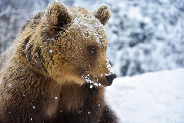Beautiful close up portrait of the brown bear (Ursus arctos)