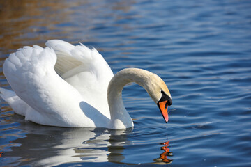 Beautiful swan (Cygnus olor) on blue lake in sunny day