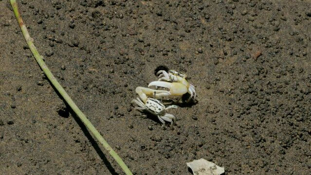 Two Atlantic sand fiddler crabs or Calico fiddler (Leptuca pugilator) have yellow pincers fighting