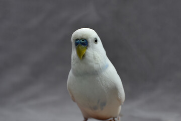 White Budgie pet bird close up portrait
