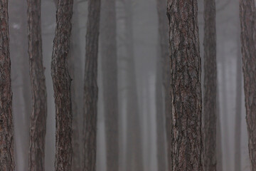 misty autumn forest in the morning
