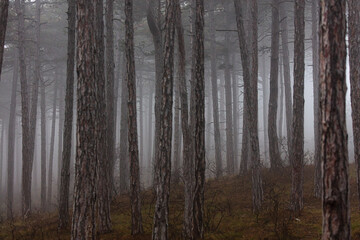 Fototapeta premium misty autumn forest 