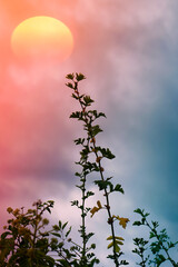 flower plants silhouette and beautiful sunset background