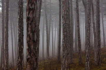 misty autumn forest 