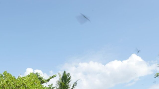 A flock of birds flying quickly over the mangrove forest (halophytes) which is the habitat of various animals