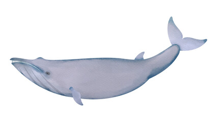 シロナガスクジラの水彩風イラスト
Blue whale. Watercolor style illustration.