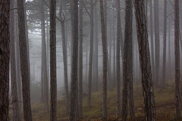 Obraz premium misty autumn forest in the morning
