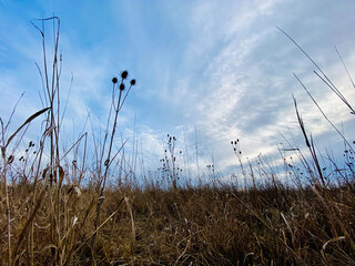 Winterwiese, trockene hohe Gräser und Stengel, einsame Landschaft mit blauen Himmel und weißen Wolken