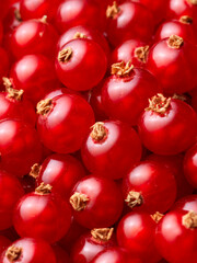 Roter_Johannisbeeren_Teppich_03