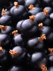 Schwarze_Johannisbeeren_Teppich_02