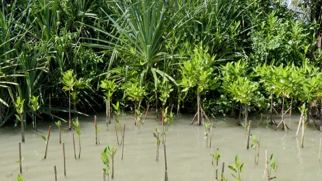 A group of young mangrove plants (halophytes) planted for a mangrove forest reforestation program on the coast