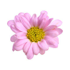 Beautiful pink Chrysanthemum flower blossom