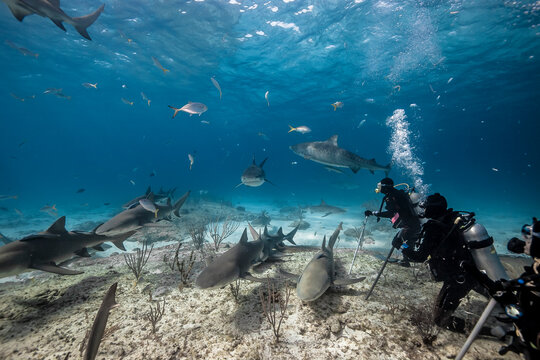 Shark diving in the Bahamas