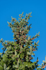 Young pink male pine cones on top of Picea omorika or Serbian spruce against a blue autumn sky. Beautiful spruce with bright green needles. Nature concept for design. Close-up. Selective focus.