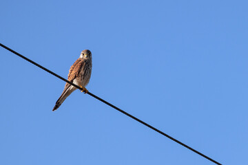 Kestrel resting on a telegraph wire on a sunny winters day
