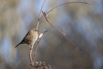 Hedge Accentor perched on a bramble in Sussex