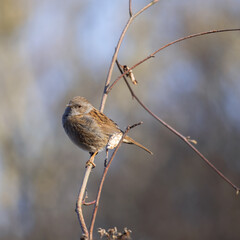 Hedge Accentor perched on a bramble in Sussex