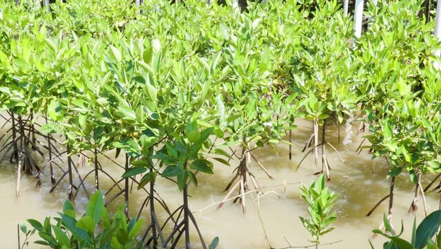A group of young mangrove plants (halophytes) planted for a mangrove forest reforestation program on the coast