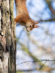 squirrel on a tree