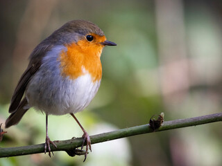 robin on a branch