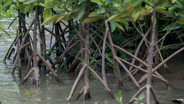 Young mangrove plant roots (halophytes) planted for mangrove forest reforestation programs on the coast