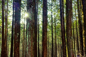 Obraz premium ヒノキ林
