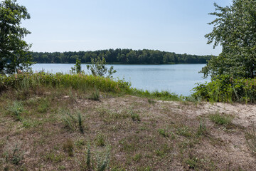 Trees on the shore of a forest lake. Beautiful view from the shore