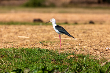 Black-winged Still found around water filled reservoirs, it has mainly food fish, its wings are black and body part is white, and its head is black.
