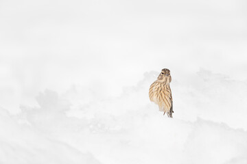 Common linnet female looking at camera, fine art portrait in the winter season (Linaria cannabina)