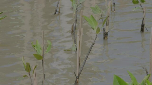 A group of young mangrove plants (halophytes) planted for a mangrove forest reforestation program on the coast