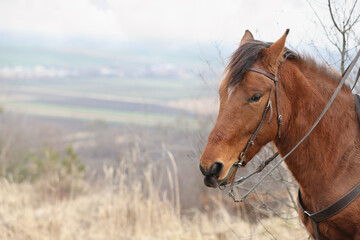 Obraz premium Adorable chestnut horse outdoors, space for text. Lovely domesticated pet