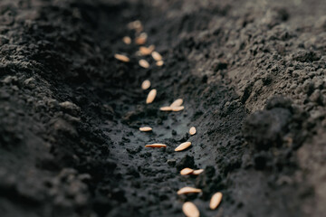 Sowing season. Sowing seeds closeup. Planting seeds soil ground earth garden soil farm garden...