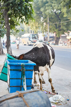 holy cow searching for food with its head stuck into a trsash can next to a main road in Delhi India