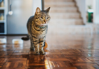 Portrait of a cute domestic gray tabby cat pet standing on the parquet at home