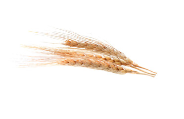 Barley ear over isolated on  transparent png