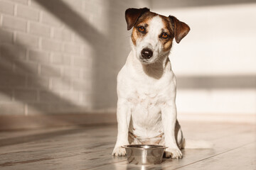 Cute dog eating food from bowl