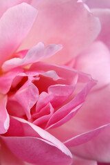 Warm pink ruffled rose flower head texture, close up macro photography.