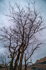 枯れ木と枯草に覆われる冬の台地　平尾台　　福岡県