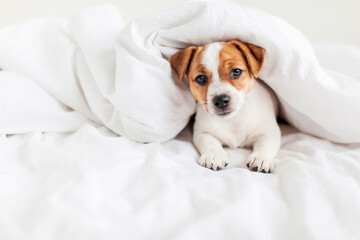 Fototapeta na wymiar Puppy lying in bed on white blanket