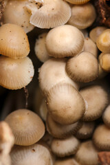 Clumps of common bonnet (Kunugitake) mushrooms growing between dead stumps. Close up macro photography.