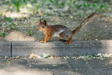 Cute little furry red squirrel sitting on a pavement in summer park or city street, wildlife rodent in urban landscape