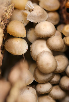 Clumps of common bonnet (Kunugitake) mushrooms growing between dead stumps. Close up macro photography.