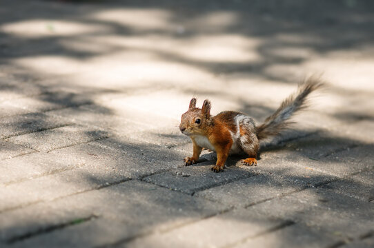 Cute little furry red squirrel sitting on a pavement in summer park or city street on sunny day with spots of sunlight around, wildlife rodent in urban landscape