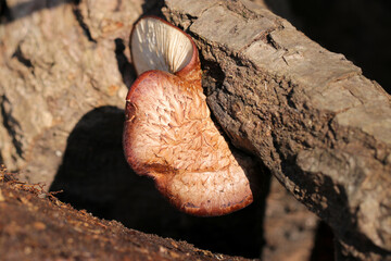 日光のさす森の中、倒木に自生している天然の椎茸。マクロレンズ使用接写画像。