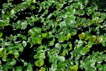green plants background, close up	